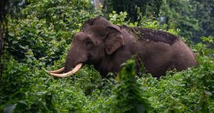Yabani fil 70 yaşındaki kadını öldürdü! Yetmedi, cenaze törenine gelip ölüyü çiğnedi