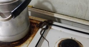 100'den fazla yılan çıktı