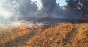 Buğday tarlalarındaki yangınlar sabotaj mı?