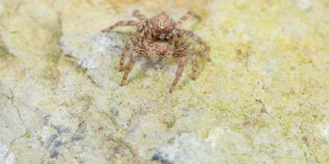 Örümceğin zehri kalp krizine ilaç oldu