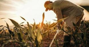 TMO: Tarlada bir kilo ürün bırakmayacağız