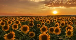 Türkiye yurt dışından ayçiçek yağı almayı kesebilir!