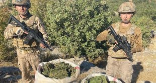 Lice kırsalında 16 milyon kök kenevir ele geçirildi !