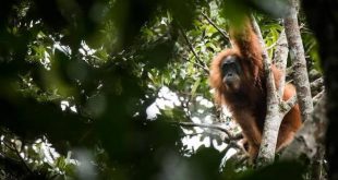Brezilya'da maymun çiçeği vakaları arttı diye maymunlar katledildi!