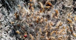 Hollanda’da güveye karşı paintball silahı ile koruma