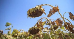 Malatya'da bu sezon 6 bin tonluk çerezlik ayçiçeği hasadı gerçekleştirilecek