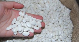 2022 kuru fasulye alım fiyatları açıklandı