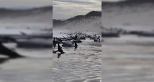 Avustralya'da 230 balina kıyıya vurdu