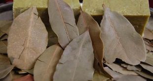 Defnenin bu yıl ekonomiye beklenen katkısı 2 milyar lira