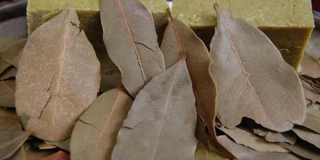 Defnenin bu yıl ekonomiye beklenen katkısı 2 milyar lira