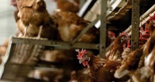 İngiltere'de kuş gribi salgını baş gösterdi