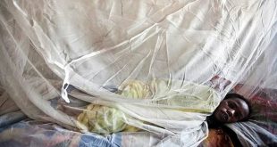 Nijerya'da Lassa ateşi salgını yayılıyor!