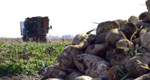 Şeker pancarının alım fiyatı belli oldu