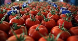 Ticaret Bakanlığı domates ihracatını izne bağladı