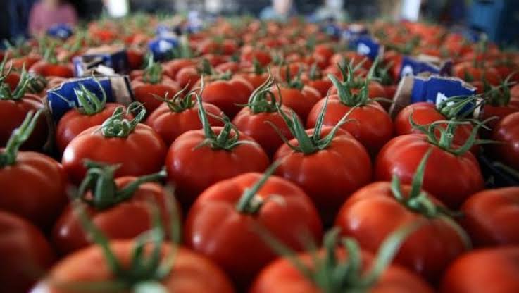 Ticaret Bakanlığı domates ihracatını izne bağladı