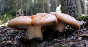 4 kişi yedikleri mantardan zehirlendi!