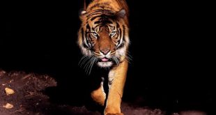 9 kişinin ölümüne neden olan kaplana özel operasyon!