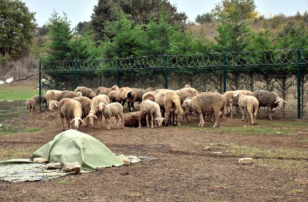 Başıboş köpekler sürüye daldı: 41 hayvan telef oldu Başıboş köpekler sürüye daldı: 41 hayvan telef oldu