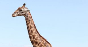 Afrika'da zürafa 16 aylık bebeği çiğneyerek öldürdü!