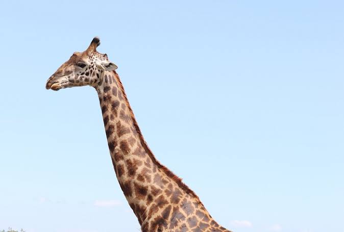 Afrika’da zürafa 16 aylık bebeği çiğneyerek öldürdü!