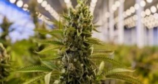 Almanya'da esrar yasallaşıyor mu?