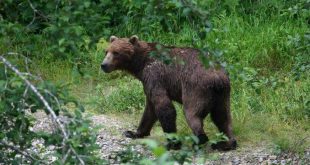 Ayı, kestane toplayan adama saldırdı!