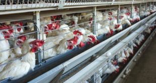 Bulgaristan'da kuş gribi nedeniyle binlerce tavuk itlaf edilecek