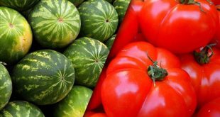 Domates, karpuz ve kuru soğan üretiminde azalma bekleniyor