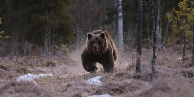 Erzincan'da ayı saldırısı!