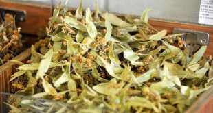 Ihlamur altınla yarışıyor!