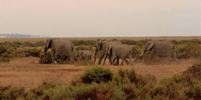Kenya'da kuraklık sebebiyle 100'den fazla fil öldü