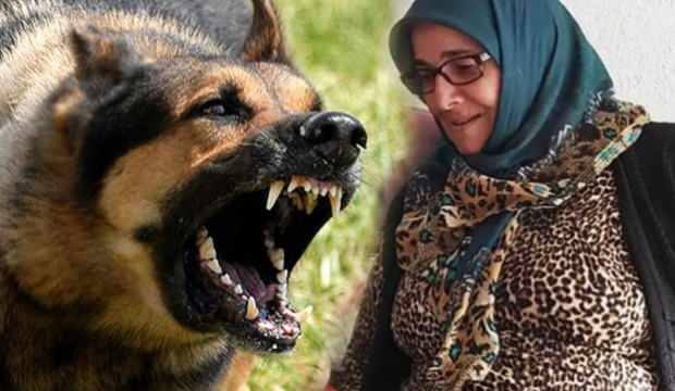 Köpek saldırısına uğrayan yaşlı kadın olay yerinde hayatını kaybetti!