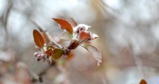 Meteoroloji uyardı: Zirai don geliyor!