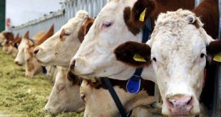 Süt üretim fiyatı satış maliyetini geçti