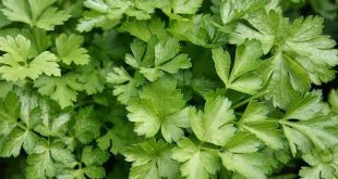 Tarla-market fiyat farkı 3,5 katı aştı