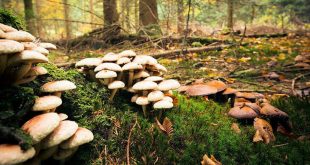 6 kişilik aile mantardan zehirlendi!