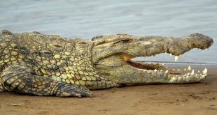 8 yaşındaki çocuk ailesinin gözü önünde timsaha yem oldu!