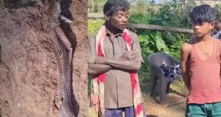 8 yaşındaki çocuk kobra yılanını ısırarak öldürdü!