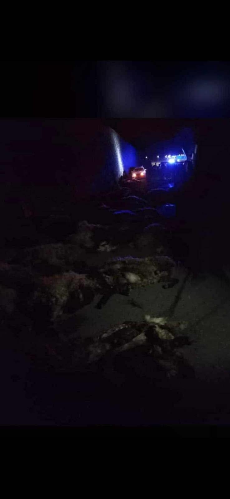 Akaryakıt tankeri sürüye dalarak 70 koyunu telef etti