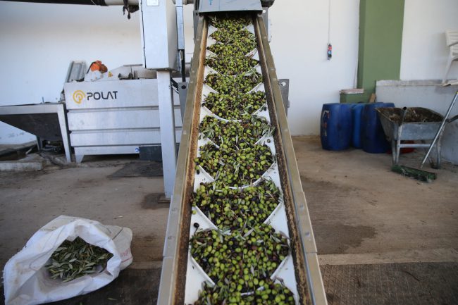 Zeytin çekirdeklerinden çevreci yakıta