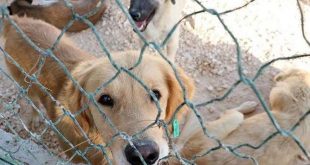 Bakan Kirişçi'den ormanlık alanda barınak formülü!
