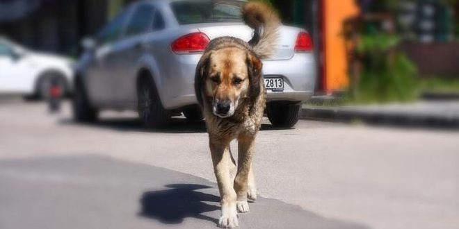 Başıboş sokak köpekleri yürüyüş yapan adamı kovaladı
