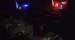 Akaryakıt tankeri sürüye dalarak 70 koyunu telef etti