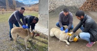 Kars’ta kuduz nedeniyle bir köy karantinaya alındı