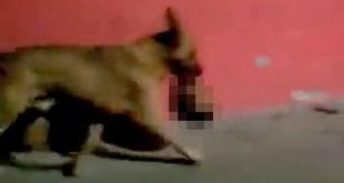 Köpek ağzında insan kafası taşırken görüntülendi!