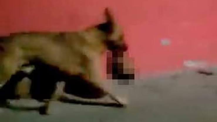 Köpek ağzında insan kafası taşırken görüntülendi!