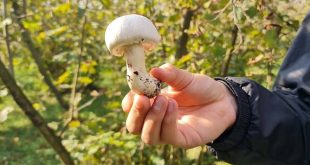 Mantar zehirlenmesi Düzce'de can aldı!