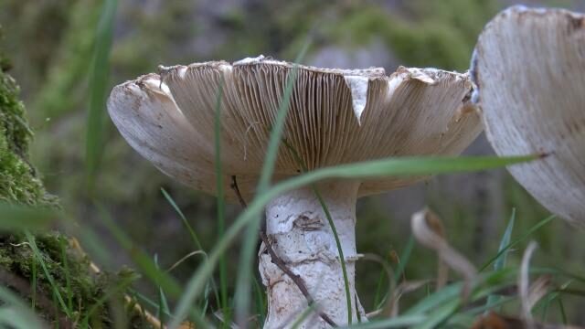 Sarıyer’de mantardan zehirlenen bir kişi daha hayatını kaybetti