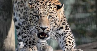 7 yaşındaki kız çocuğunun feci sonu! Leopar tarafından öldürüldü