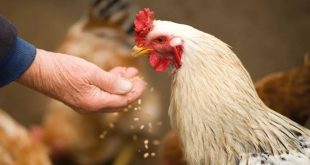 Genetiği değiştirilmiş mısır çeşidinin hayvan yemlerinde kullanılmasına onay